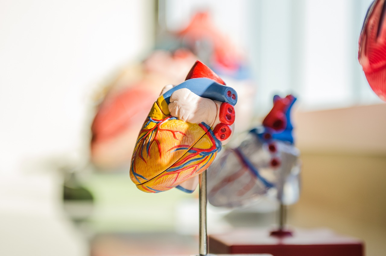 World Heart Day: le linee guida per prevenire le malattie cardiovascolari